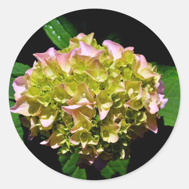 Sticker Rond Elégantes hydrangées florales vertes et douces (Devant)