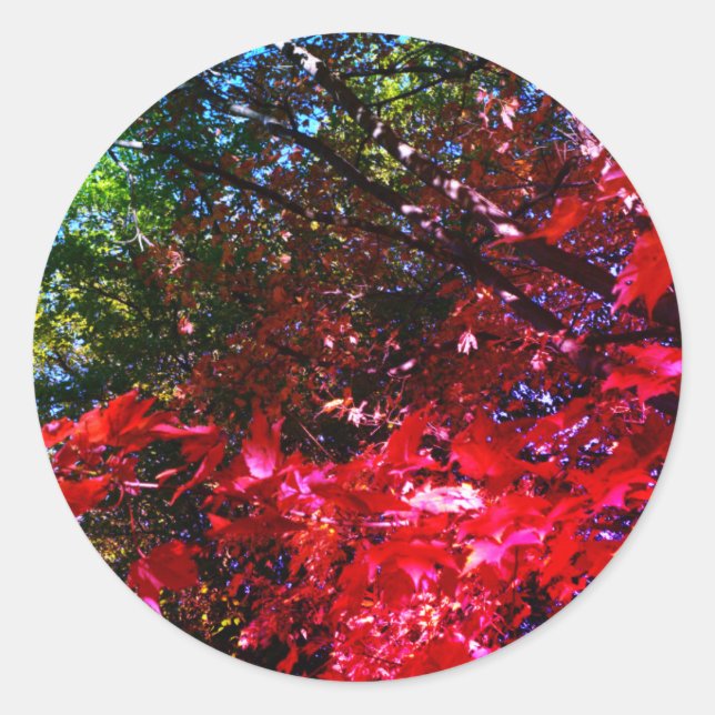 Sticker Rond Élégants arbres d'automne feuilles roses rouges (Devant)