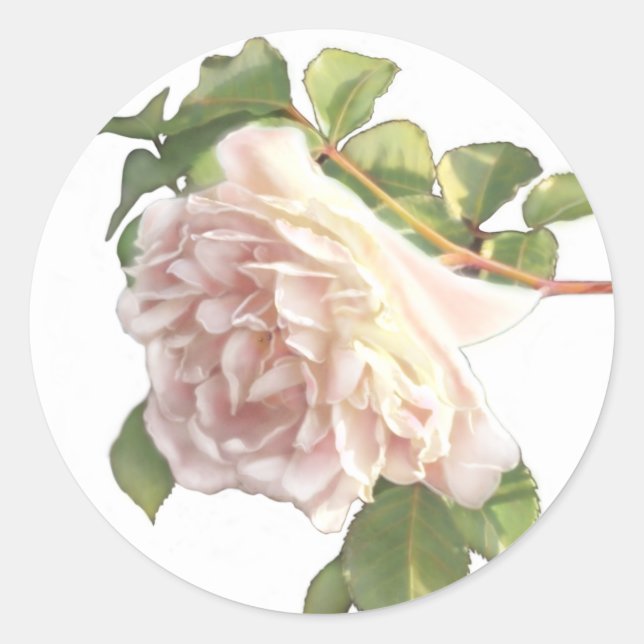 Sticker Rond Élégants Roses blancs d'ivoire (Devant)