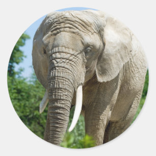 Sticker Rond Eléphant