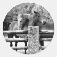Embrassage des chevaux - Horse Love Photographie