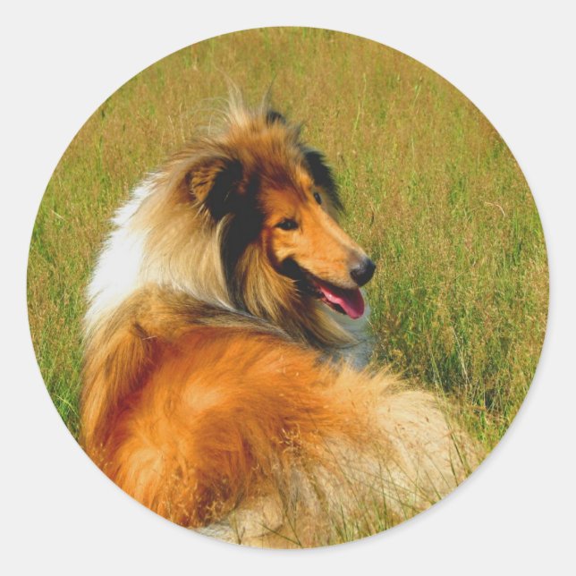 Sticker Rond en attente de vous rugueux collie (Devant)