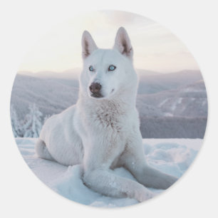 Sticker Rond Enchanter White Husky Dog dans la neige