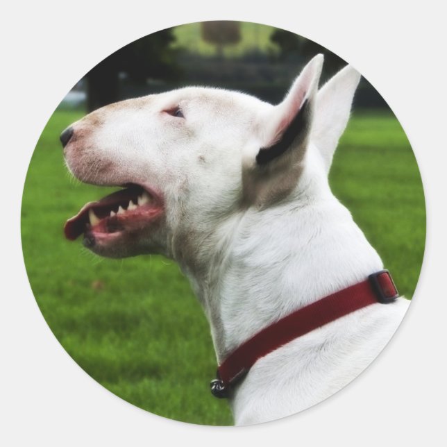 Sticker Rond English Bull Terrier (Devant)