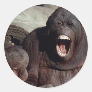 Sticker Rond Ensemble faunique - Primates 1