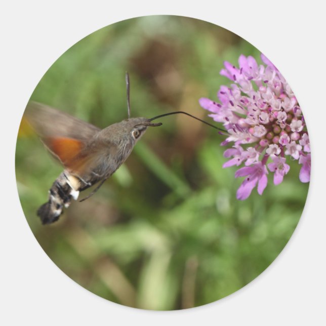 Sticker Rond Éperviers (Macroglossum stellatarum) (Devant)