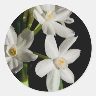 Sticker Rond Épreuve de printemps à fleurs blanches et sticleur