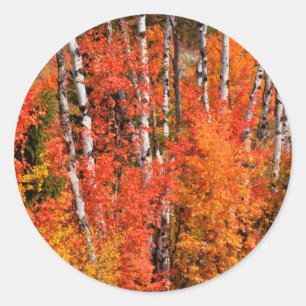 Sticker Rond Érable Rouge (Acer Rubra) Et Trembles