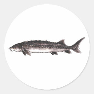 Sticker Rond Esturgeon blanc - Acipenser transmontanus