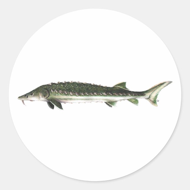 Sticker Rond Esturgeon vert - Acipenser medirostris (Devant)
