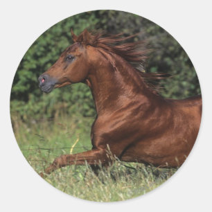 Sticker Rond Étalon arabe fonctionnant dans l'herbe