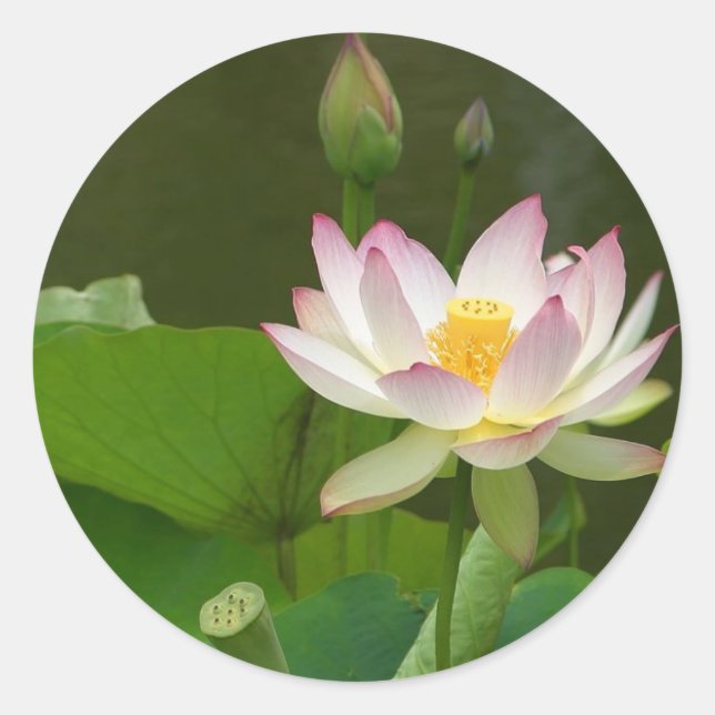 Sticker Rond Étangs de fleurs de lotus (Devant)