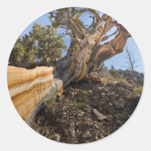 Sticker Rond États-Unis, Californie, Forêt nationale d'Inyo 12