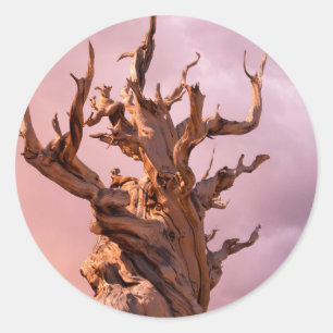 Sticker Rond États-Unis, Californie, Forêt nationale d'Inyo 9