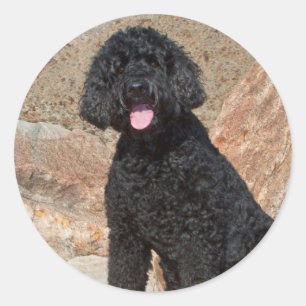 Sticker Rond États-Unis, Californie. Garde de Labradoodle