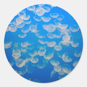 Sticker Rond États-Unis, Californie. Méduses dans la baie de Mo