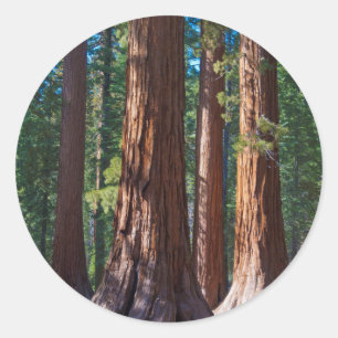 Sticker Rond États-Unis, Californie. Troncs d'arbres Redwood, M