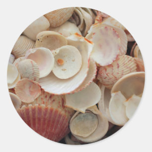 Sticker Rond États-Unis, Floride. Gros plan de coquillages sur