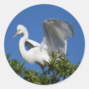 Sticker Rond États-Unis, Floride, St. Augustine, Aigrette