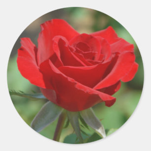 Sticker Rond États-Unis, Kansas, Rose rouge