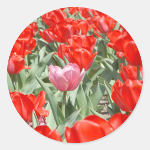 Sticker Rond États-Unis, Kansas, Tulipes rouges avec une tulipe