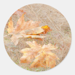 Sticker Rond États-Unis, Washington, Quinault. Feuilles d'érabl