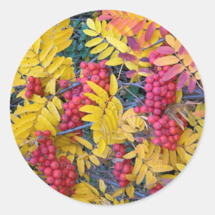 Sticker Rond États-Unis, Washington, Sorbus de l'Ouest, Okanoga