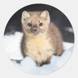 Sticker Rond États-Unis, Wyoming, Parc national de Yellowstone