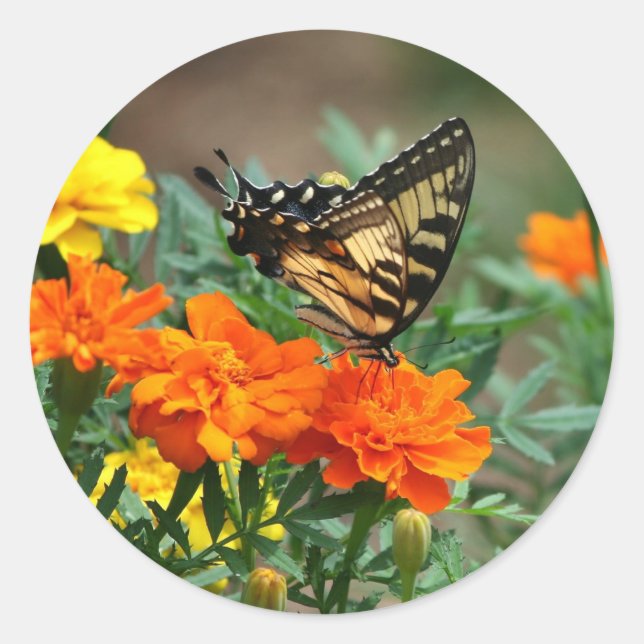 Sticker Rond Été - Papillon à queue noire et jolie Marigold (Devant)