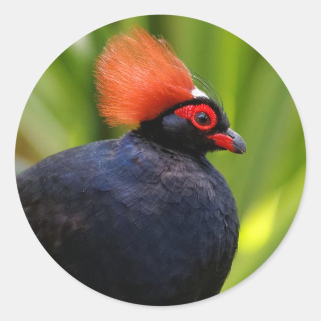 Sticker Rond Étonnant Roul-Roul Crested Bois Partridge Oiseau (Devant)