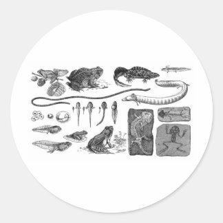Sticker Rond Évolution amphibie