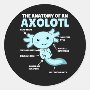 Sticker Rond Explication Axolotl Anatomie D'Un Axolotl