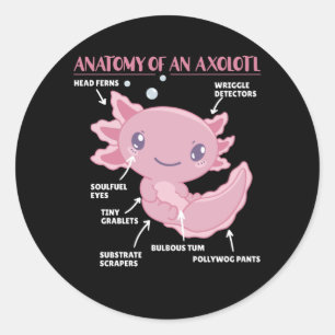 Sticker Rond Explication Axolotl Anatomie D'Un Axolotl