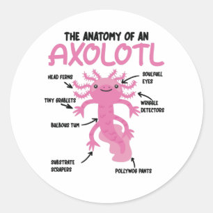Sticker Rond Explication Axolotl Anatomie D'Un Axolotl