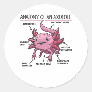 Sticker Rond Explication Axolotl Anatomie D'Un Axolotl