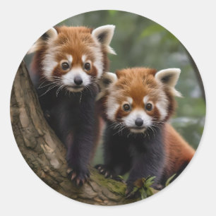 Sticker Rond "Explorateurs en haut de l'arbre : Pandas rouge bé