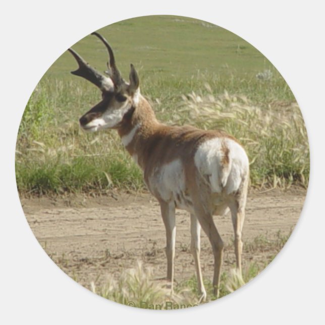 Sticker Rond F39 Pronghorn Antelope Buck (Devant)
