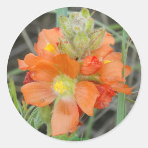 Sticker Rond F40 Fleurs sauvages orange Malope à fleurs rouges