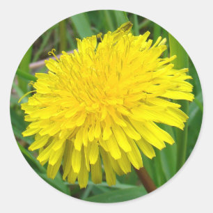 Sticker Rond F45 Pissenlit "Taraxacum officinale"