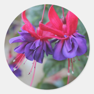 Sticker Rond Fabulous Fuschias