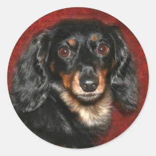 Sticker Rond Face Dachshund