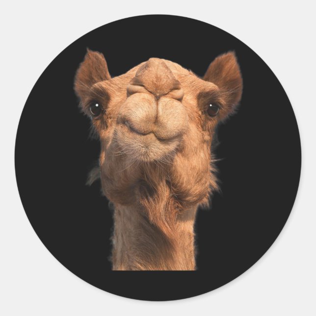 Sticker Rond Face de Camel (Devant)