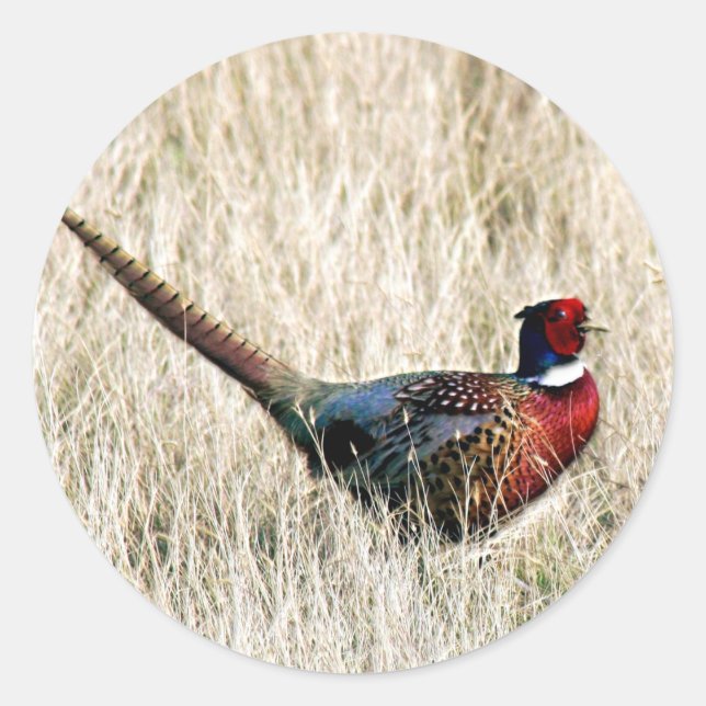 Sticker Rond Faisan cou à anneau dans la prairie (Devant)