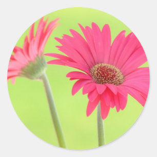 Sticker Rond Faisceaux de Gerber rose personnalisables sur Vert