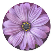 Faisée violette-