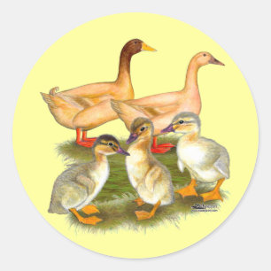 Sticker Rond Famille Buff Orpington Duck