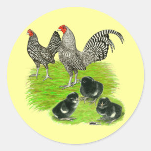 Sticker Rond Famille de Bantam barré de vieil anglais