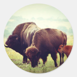 Sticker Rond Famille de Buffalo Américain (Bison)