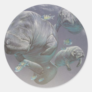 Sticker Rond Famille de lamantin