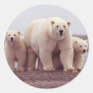 Sticker Rond Famille d'ours polaires